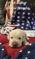 AKC Yellow female lab, a female Labrador Retriever for sale in Pleasant Hill, IL – 2 of 5