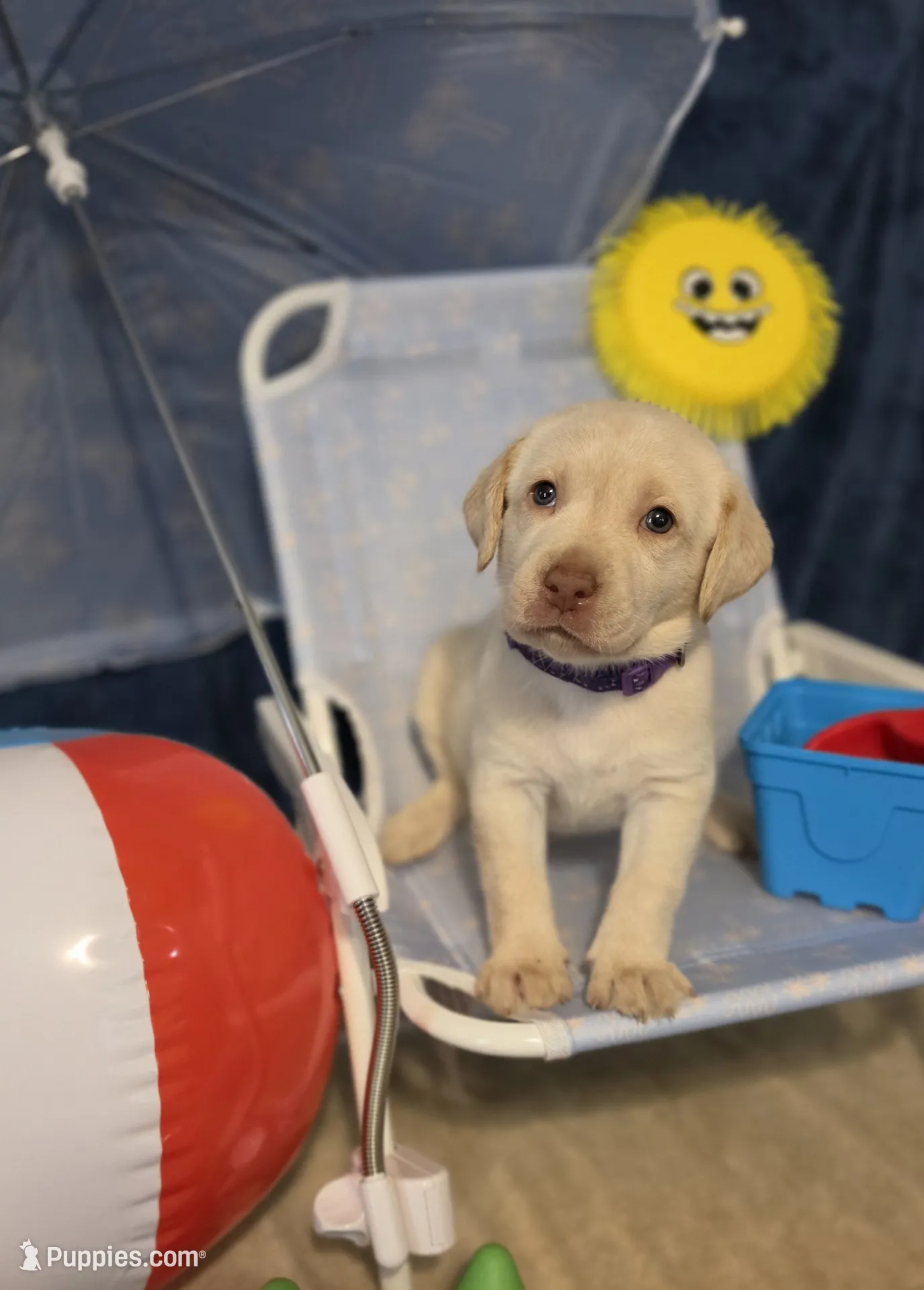 AKC Yellow female lab – Labrador Retriever Puppy for Sale