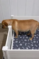 Yellow male, a male Labrador Retriever for sale in Petersburg, IL – Photo 2 of 3