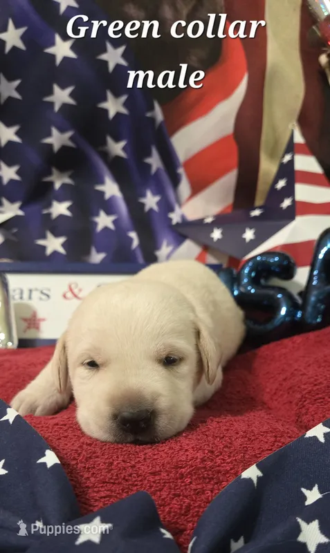 AKC Yellow male lab – Labrador Retriever puppy for sale in Pleasant Hill, IL