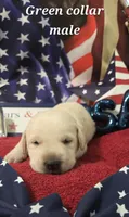 AKC Yellow male lab, a male Labrador Retriever for sale in Pleasant Hill, IL – 1 of 6