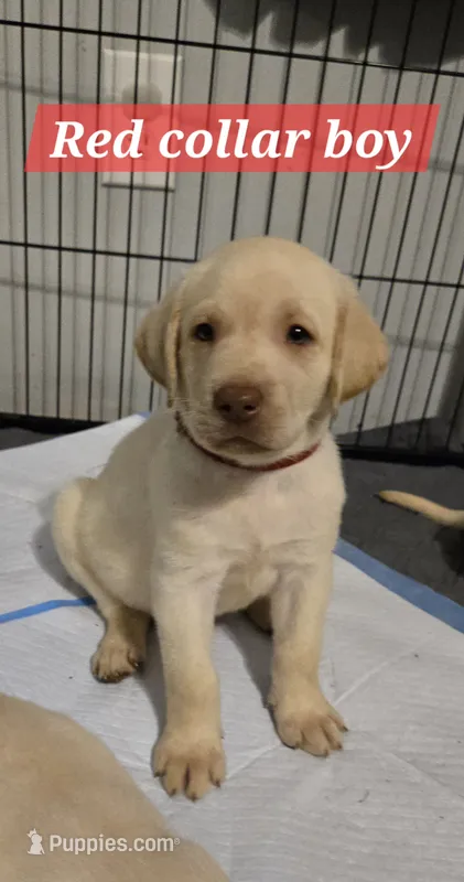 AKC Yellow male lab – Labrador Retriever puppy for sale in Petersburg, IL