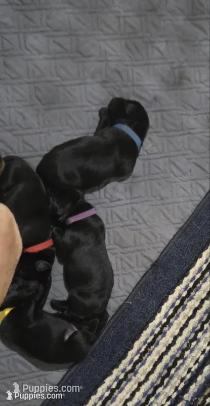 Black male – Labrador Retriever puppy for sale in Petersburg, IL