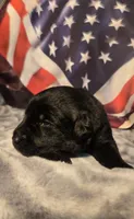 Female black lab, a female Labrador Retriever for sale in Petersburg, IL – Photo 3 of 5