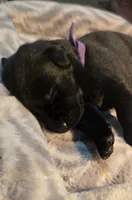 Female black lab, a female Labrador Retriever for sale in Petersburg, IL – Photo 2 of 5