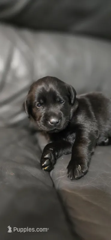Female black lab – Labrador Retriever puppy for sale in Petersburg, IL