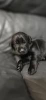 AKC Female black lab, a female Labrador Retriever for sale in Petersburg, IL – 1 of 6
