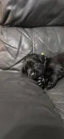 AKC Female black lab, a female Labrador Retriever for sale in Petersburg, IL – 2 of 6