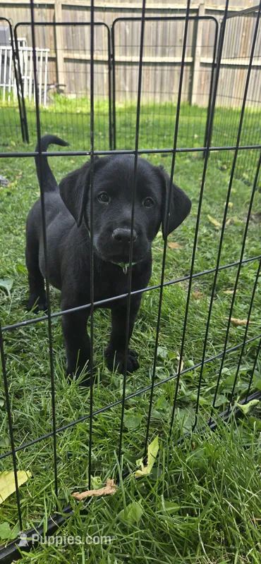 Akc Black female – Labrador Retriever puppy for sale in Petersburg, IL