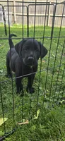 Akc Black female, a female Labrador Retriever for sale in Petersburg, IL – 1 of 1