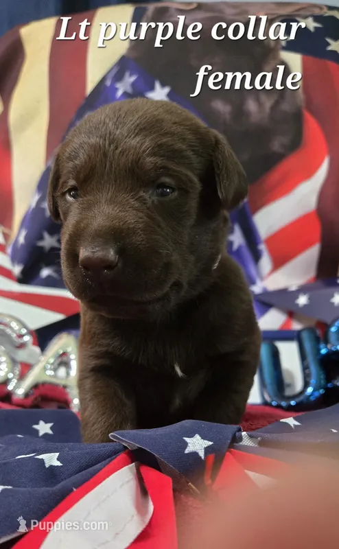 Akc chocolate female – Labrador Retriever puppy for sale in Pleasant Hill, IL