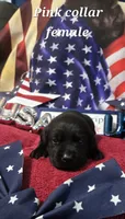 Akc Black female, a female Labrador Retriever for sale in Pleasant Hill, IL – 1 of 8