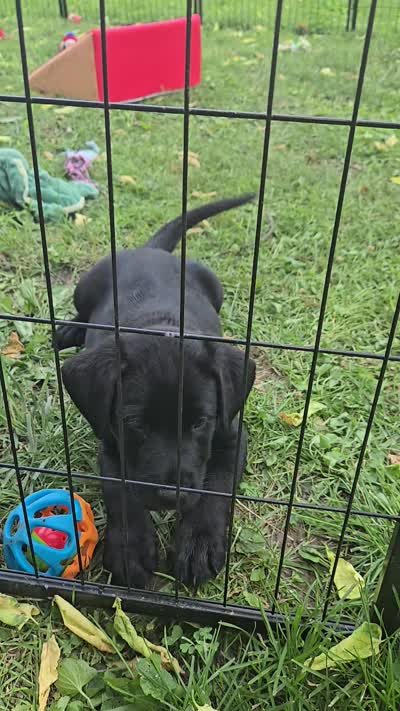 Akc Black Male, a male Labrador Retriever for sale in Pleasant Hill, IL – 3 of 6