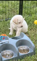 Akc green collar male, a male Labrador Retriever for sale in Pleasant Hill, IL – 4 of 5