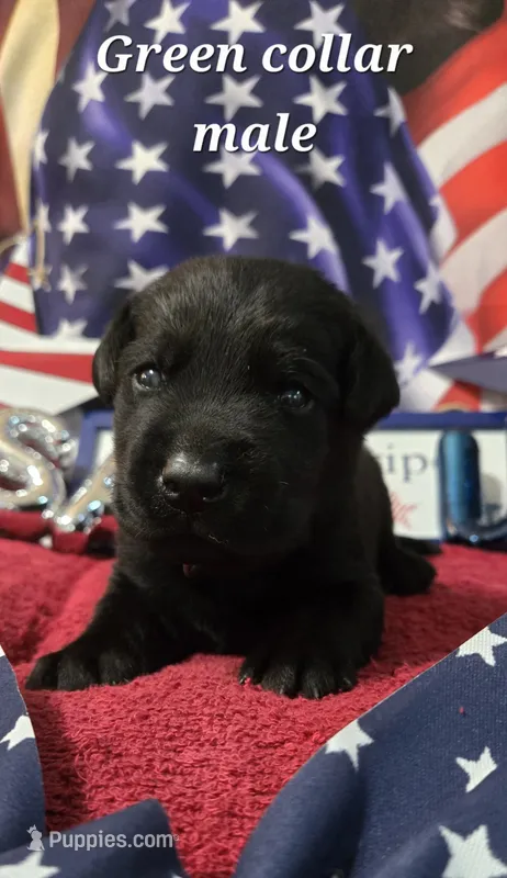 Akc black male – Labrador Retriever puppy for sale in Pleasant Hill, IL