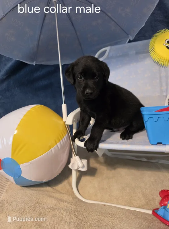 Akc black male – Labrador Retriever puppy for sale in Pleasant Hill, IL