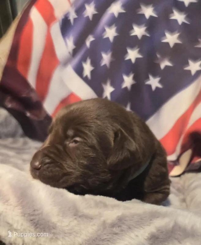 Female chocolate lab – Labrador Retriever puppy for sale in Petersburg, IL