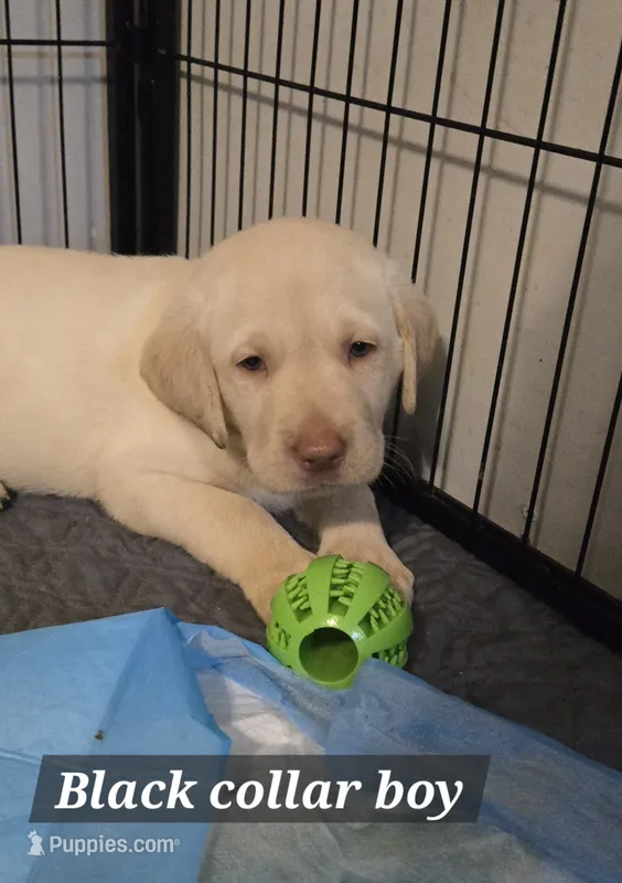 AKC Yellow male lab – Labrador Retriever puppy for sale in Petersburg, IL