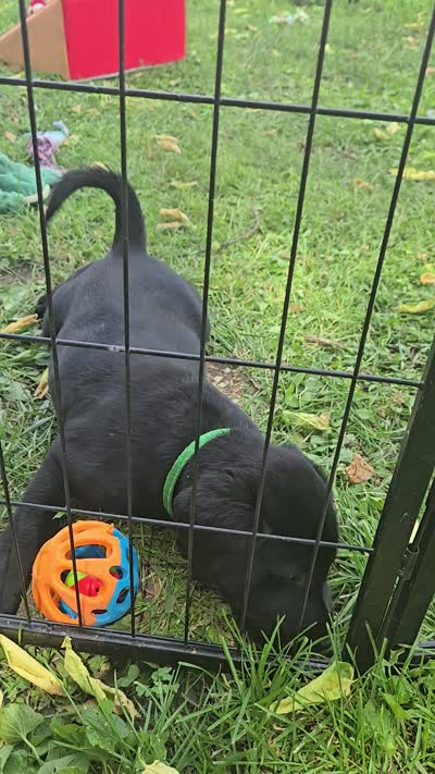Akc Black Male, a male Labrador Retriever for sale in Pleasant Hill, IL – 2 of 6