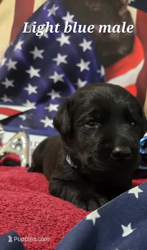 Akc black male – Labrador Retriever puppy for sale in Pleasant Hill, IL