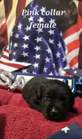 Akc Black female, a female Labrador Retriever for sale in Pleasant Hill, IL – 4 of 8