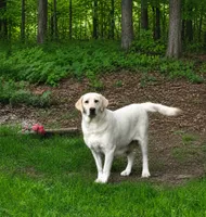 Akc chocolate female, a female Labrador Retriever for sale in Pleasant Hill, IL – 2 of 4