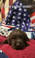 Akc Chocolate male , a male Labrador Retriever for sale in Pleasant Hill, IL – 1 of 7