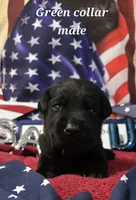 Akc black male, a male Labrador Retriever for sale in Pleasant Hill, IL – 3 of 7