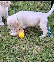 Akc green collar male, a male Labrador Retriever for sale in Pleasant Hill, IL – 3 of 5