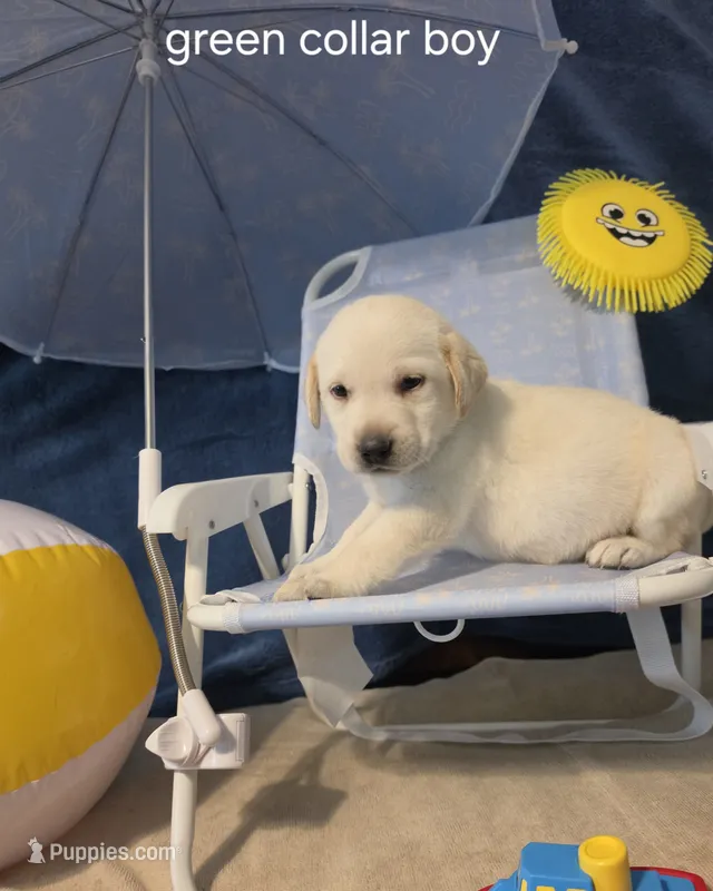 AKC Yellow male lab – Labrador Retriever puppy for sale in Pleasant Hill, IL