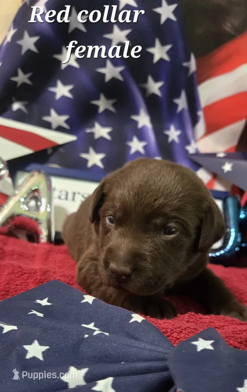 Akc chocolate female – Labrador Retriever puppy for sale in Pleasant Hill, IL