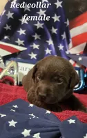 Akc chocolate female, a female Labrador Retriever for sale in Pleasant Hill, IL – 1 of 7