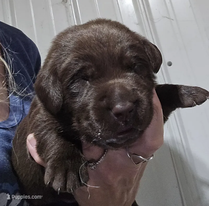 Akc chocolate female, a female Labrador Retriever for sale in Pleasant Hill, IL – 1 of 4