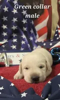 AKC Yellow male lab, a male Labrador Retriever for sale in Pleasant Hill, IL – 2 of 6