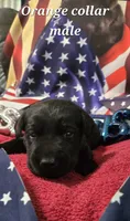 Akc Black male, a male Labrador Retriever for sale in Pleasant Hill, IL – 3 of 6