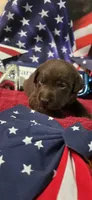 Akc chocolate female, a female Labrador Retriever for sale in Pleasant Hill, IL – 2 of 7