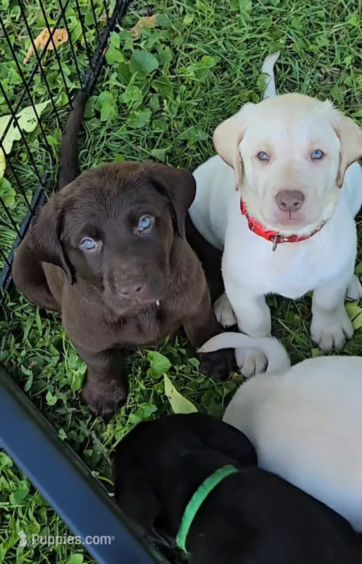 Akc Chocolate male  – Labrador Retriever puppy for sale in Petersburg, IL