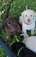 Akc Chocolate male , a male Labrador Retriever for sale in Petersburg, IL – 1 of 3