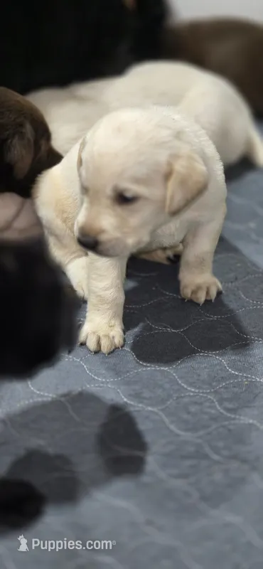 AKC Yellow male lab – Labrador Retriever puppy for sale in Pleasant Hill, IL