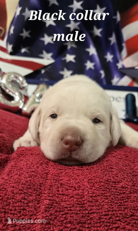 Akc yellow male – Labrador Retriever puppy for sale in Pleasant Hill, IL