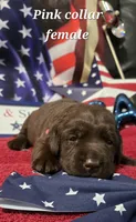 Akc chocolate female, a female Labrador Retriever for sale in Pleasant Hill, IL – 2 of 5