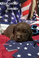 Akc chocolate female, a female Labrador Retriever for sale in Pleasant Hill, IL – 3 of 7
