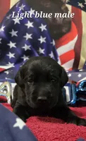 Akc black male, a male Labrador Retriever for sale in Pleasant Hill, IL – 2 of 5