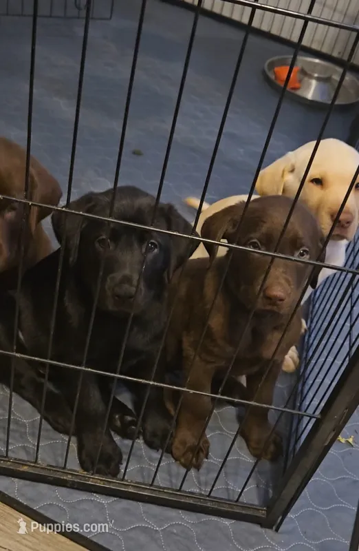 AKC Female Black Labrador  – Labrador Retriever puppy for sale in Pleasant Hill, IL
