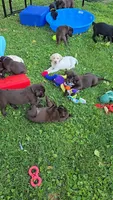 Akc Chocolate male , a male Labrador Retriever for sale in Petersburg, IL – 2 of 3