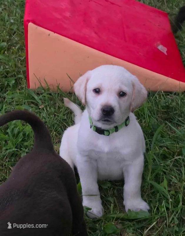 AKC Yellow male lab – Labrador Retriever puppy for sale in Pleasant Hill, IL