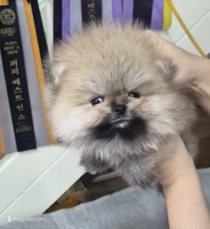 Benny – Pomeranian puppy for sale in Phoenix, AZ