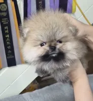 Benny, a male Pomeranian for sale in Phoenix, AZ – 1 of 1