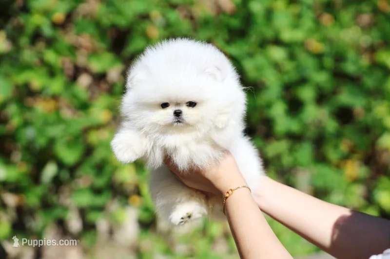 Aria – Pomeranian puppy for sale in Phoenix, AZ