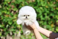 Aria, a female Pomeranian for sale in Phoenix, AZ – 1 of 1